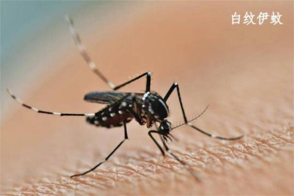 天载配资  湖南疾控发布基孔肯雅热疾病健康提示